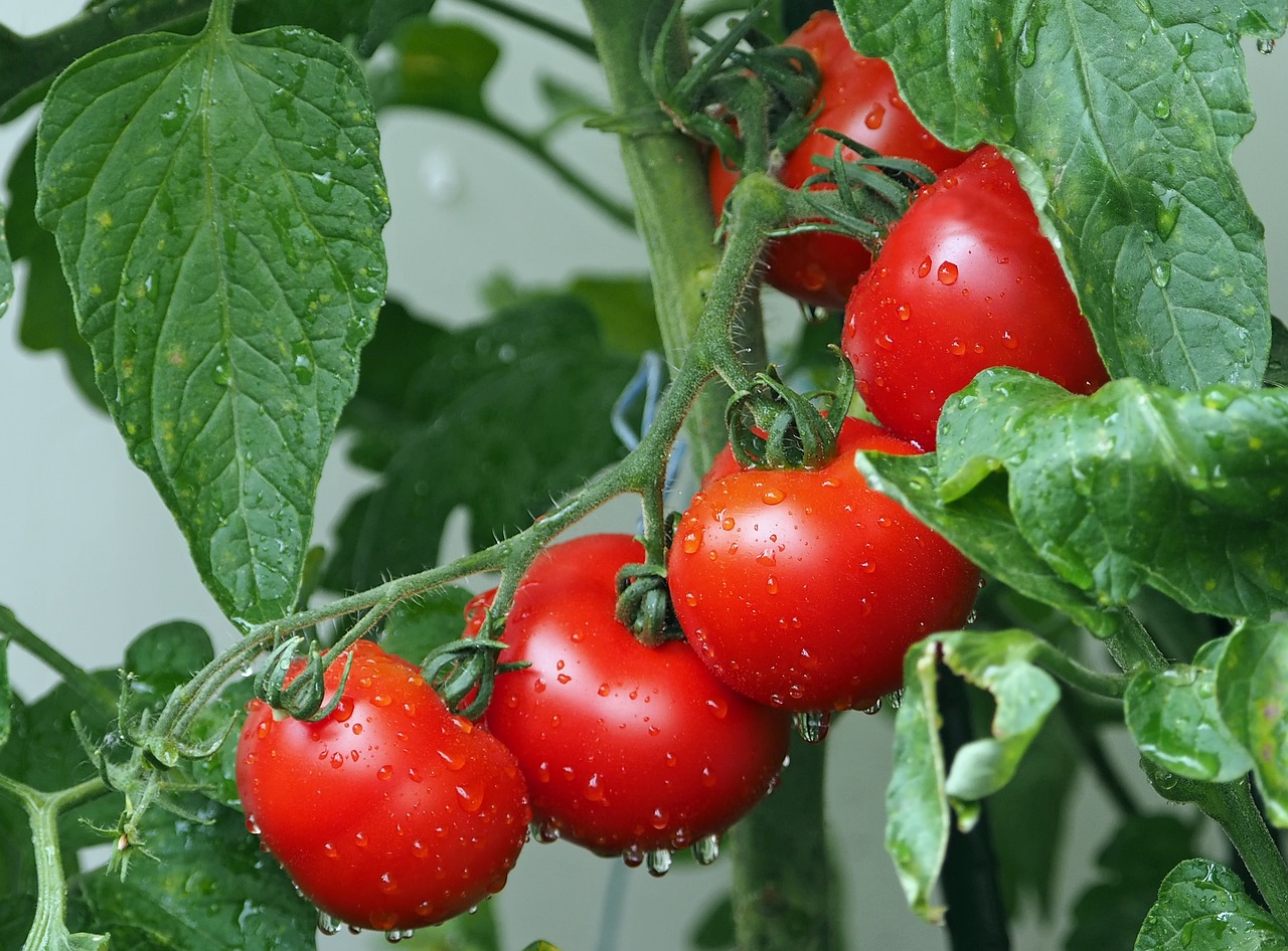 pollinisation manuelle tomate