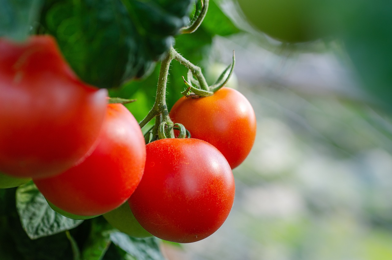 tomates anciennes graines