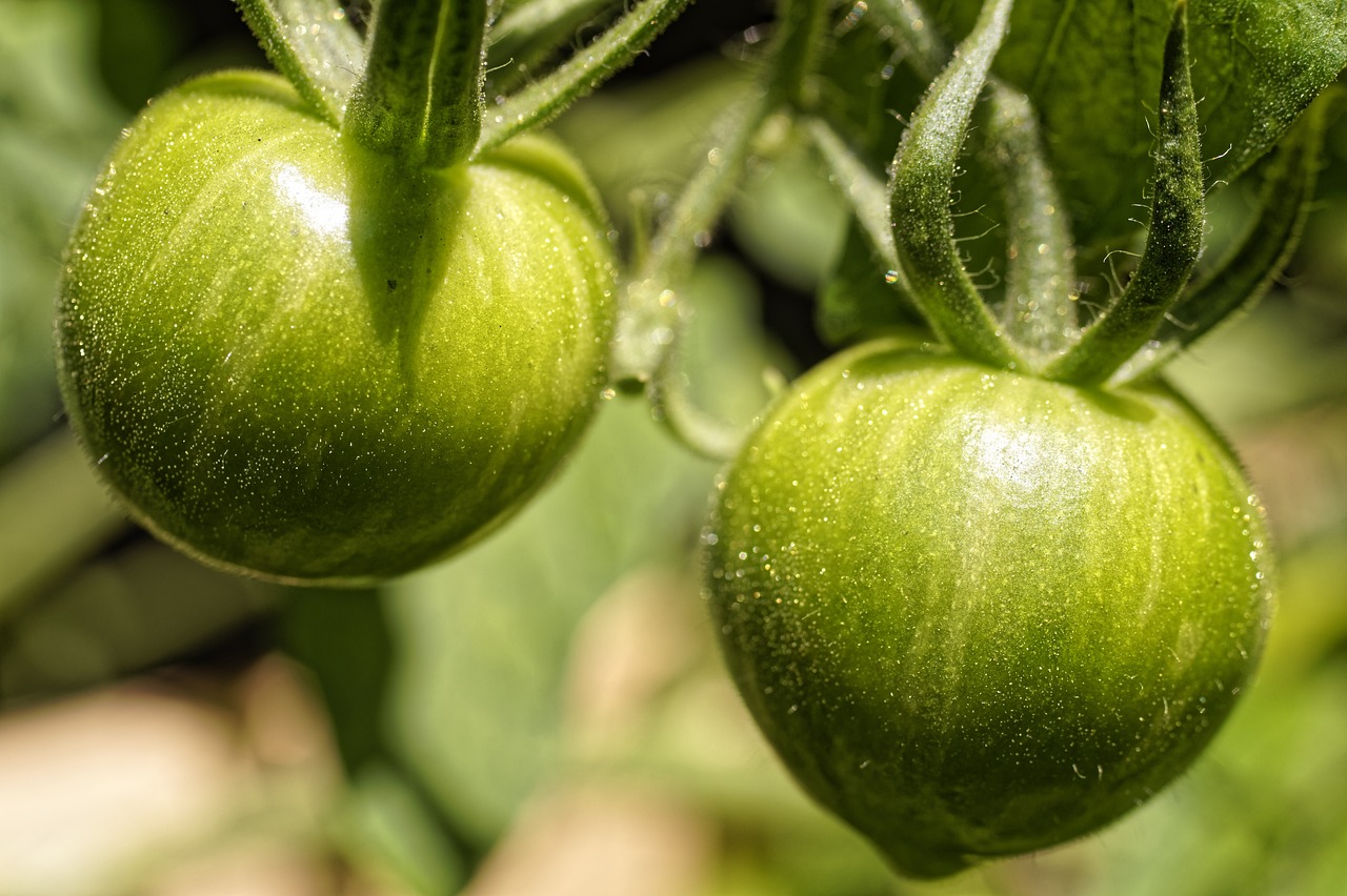 faire rougir des tomates vertes