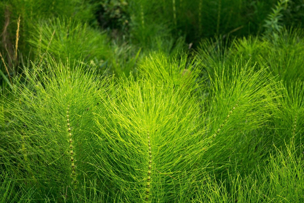 Décoction de prêle